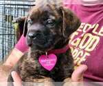 Small Photo #2 Mastador Puppy For Sale in BROOKSVILLE, FL, USA