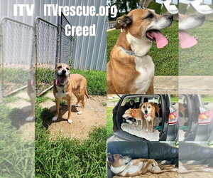 Creed - Male Mutt Dog for Adoption - Photo #2