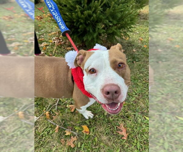 Medium Photo #7 American Pit Bull Terrier-Unknown Mix Puppy For Sale in Oakhurst, NJ, USA