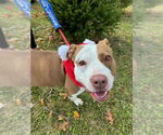 Small #6 American Pit Bull Terrier Mix