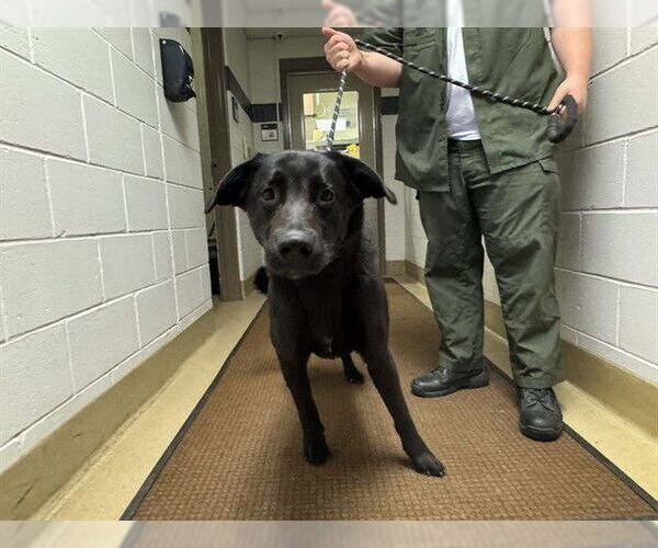 Medium Photo #1 Labrador Retriever Puppy For Sale in Decatur, IL, USA