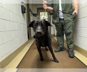 Labrador Retriever Dogs for adoption in Decatur, IL, USA