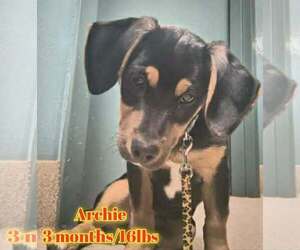 Mutt Dogs for adoption in Woodbury, NY, USA