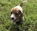 Small #4 Dachshund