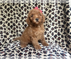 Goldendoodle (Miniature) Puppy for sale in LAKELAND, FL, USA