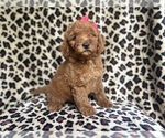 Small Goldendoodle (Miniature)