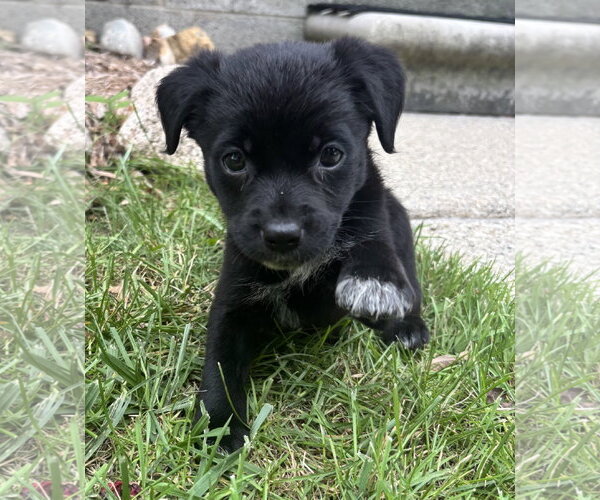 Medium Photo #1 Borador Puppy For Sale in Clarkston, MI, USA