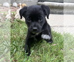 Small Borador