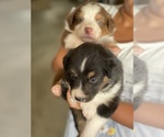Small Photo #1 Australian Shepherd Puppy For Sale in HOLDENVILLE, OK, USA