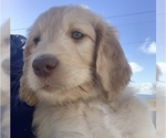 Small Photo #127 Goldendoodle Puppy For Sale in RATHDRUM, ID, USA