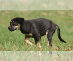 Small Photo #6 Australian Shepherd-Unknown Mix Puppy For Sale in Mechanicsburg, PA, USA