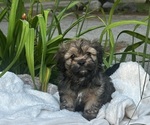Small #2 Cava-Tzu