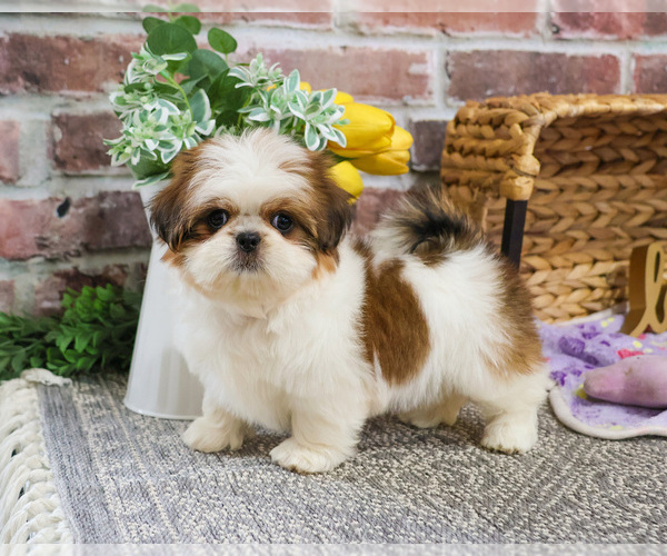 Medium Photo #3 Shih Tzu Puppy For Sale in SYRACUSE, IN, USA