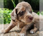 Small #1 F2 Aussiedoodle