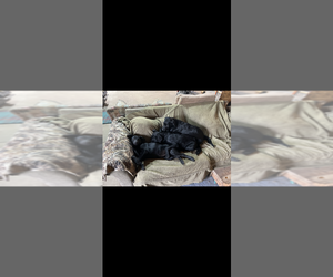 Australian Cattle Dog-Labrador Retriever Mix Puppy for sale in SELAH, WA, USA