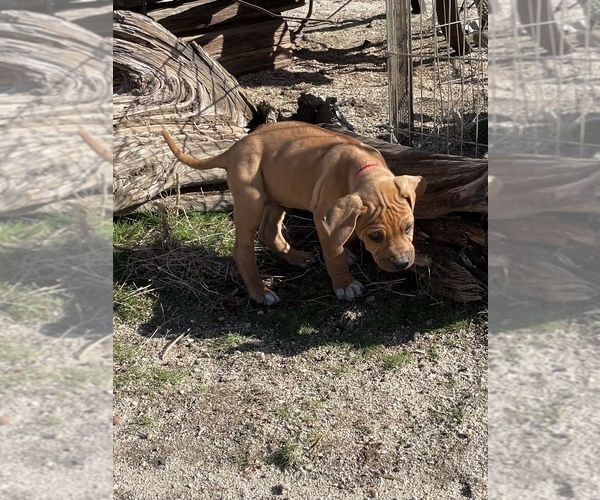 Medium Photo #46 Rhodesian Ridgeback Puppy For Sale in MORONGO VALLEY, CA, USA