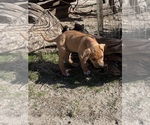 Small Photo #46 Rhodesian Ridgeback Puppy For Sale in MORONGO VALLEY, CA, USA