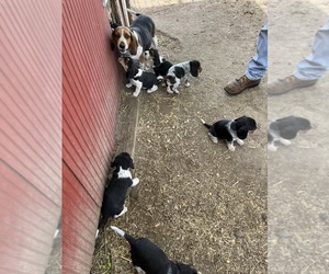 Beagle Puppy for Sale in ROACHDALE, Indiana USA
