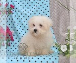 Small #1 Maltese