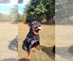 Small Photo #8 Rottweiler Puppy For Sale in ESTILL SPRINGS, TN, USA