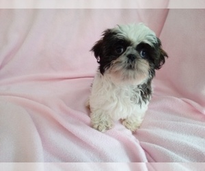 Shih Tzu Puppy for sale in LAUREL, MS, USA