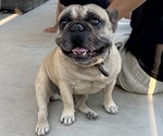 Small Photo #1 French Bulldog Puppy For Sale in YUCAIPA, CA, USA