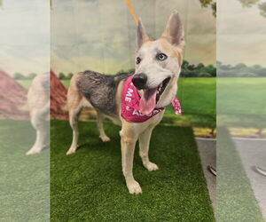 Huskies -Unknown Mix Dogs for adoption in Euless, TX, USA