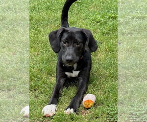 English Foxhound-Unknown Mix Dogs for adoption in Cary, NC, USA