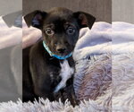 Small #10 Mutt