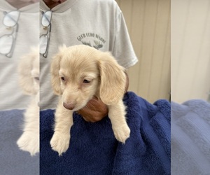 Dachshund Puppy for Sale in WILEY, Colorado USA