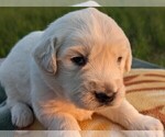 Small Photo #32 English Cream Golden Retriever Puppy For Sale in WOOSTER, OH, USA