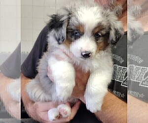 Medium Australian Shepherd