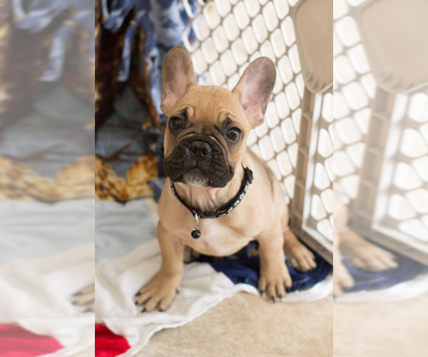 Medium Photo #2 French Bulldog Puppy For Sale in MILWAUKEE, WI, USA