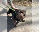 Small #4 Bulldog Mix