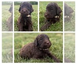Puppy Clover Goldendoodle