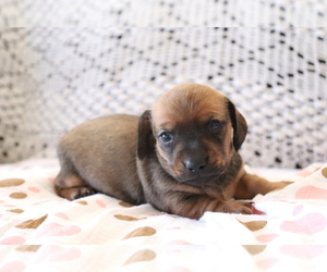 Dachshund Puppy for sale in SHILOH, OH, USA