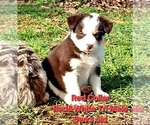 Small Photo #18 Border Collie Puppy For Sale in BYBEE, TN, USA