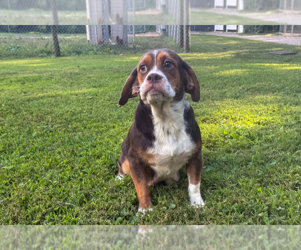 Medium Photo #1 Beabull Puppy For Sale in MILLERSBURG, OH, USA
