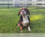 Small Photo #1 Beabull Puppy For Sale in MILLERSBURG, OH, USA