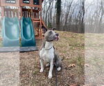 Small #5 American Pit Bull Terrier Mix