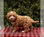 Small #2 Poodle (Miniature)