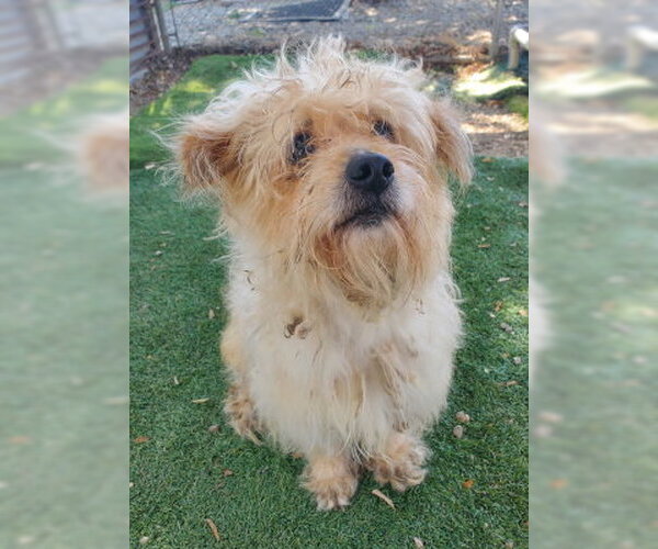 Medium Photo #2 Mutt Puppy For Sale in Ventura, CA, USA