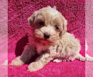 Maltipoo (Miniature) Puppy for sale in CHARLOTTE HALL, MD, USA