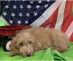 Small Photo #34 English Cream Golden Retriever-Poodle (Standard) Mix Puppy For Sale in DEARBORN, MO, USA