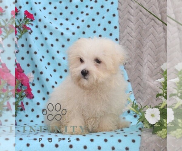 Medium Photo #2 Maltese Puppy For Sale in RISING SUN, MD, USA