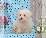 Small #1 Maltese