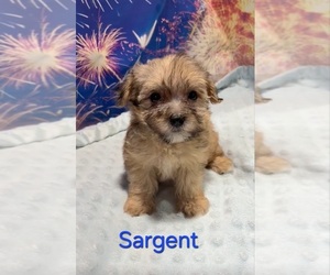 Yorkipoo Puppy for sale in AZLE, TX, USA