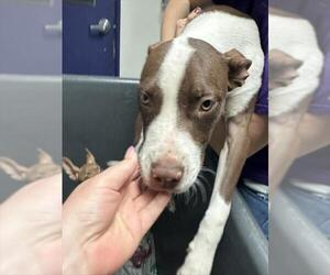 Mutt Dogs for adoption in Bakersfield, CA, USA