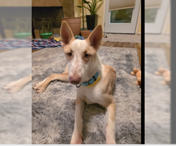 Medium Photo #1 German Shepherd Dog-Unknown Mix Puppy For Sale in Kankakee, IL, USA