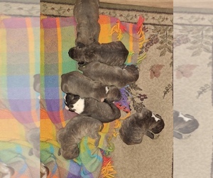 American Bully-American Staffordshire Terrier Mix Puppy for sale in SALEM, OH, USA
